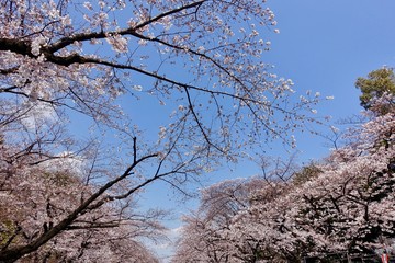 上野公園の桜