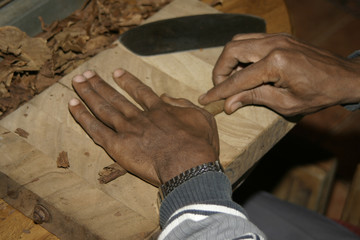 Obraz premium Cuban makes cigars by hand