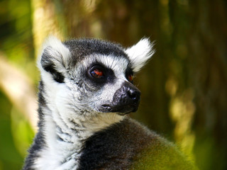 Obraz premium Lémurien