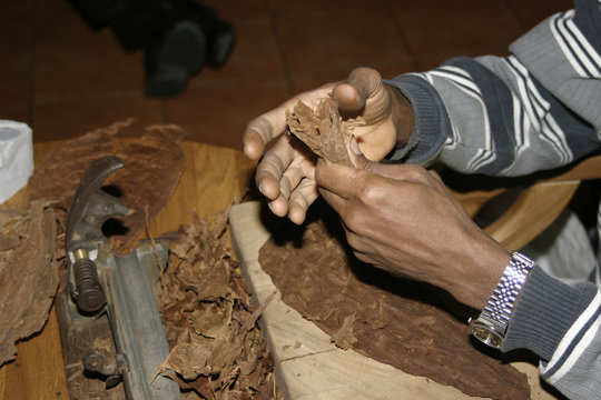 Cuban makes cigars by hand