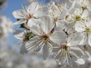 the cherry plum blossoms. springtime