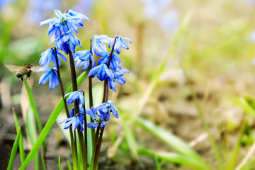 Spring floral background with first blue snowdrops and the bee flying to them. Seasonal spring blurred Easter backdrop with the Scilla Squill flowers and copy space. Selective focus. - obrazy, fototapety, plakaty