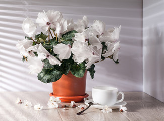 Cyclamen white flower