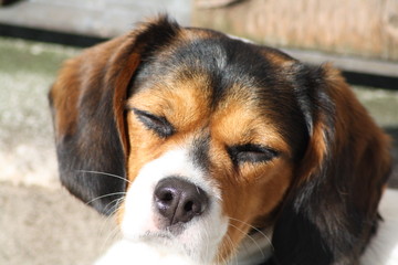 Beaglier