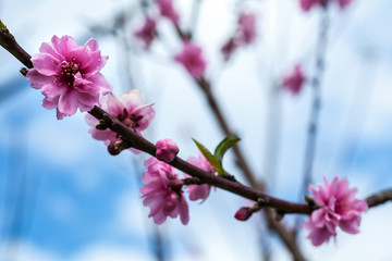 Sakura Flower