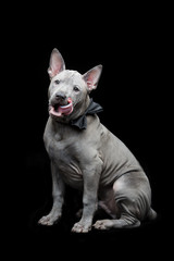 Thai ridgeback puppy