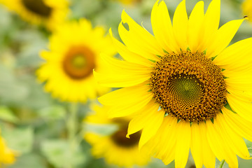Sun Flowers