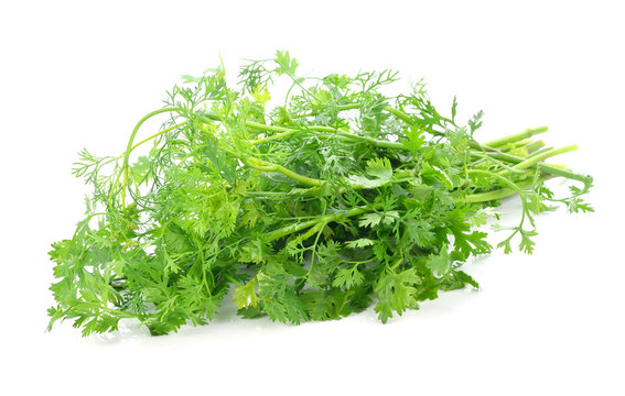 coriander leaves over white background