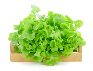 Green oak lettuce on white background