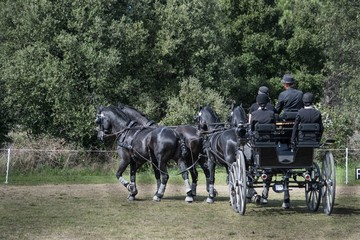 Attelage en team, dressage, maniabilité.