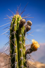 Peruvian Cactus closeup