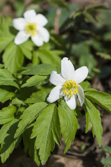 Anemone flower in nature.