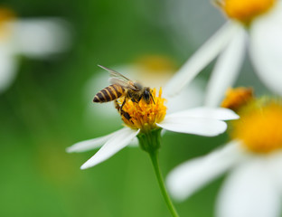 bee on wild flower pollens with green background.