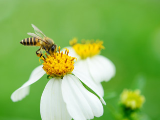 bee on wild flower pollens with green background.