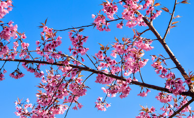 Wild Himalayan Cherry ( Prunus cerasoides ) ( Sakura in Thailand )
