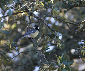 Parus major