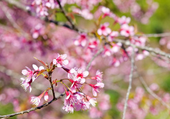 Wild Himalayan Cherry ( Prunus cerasoides ) ( Sakura in Thailand )