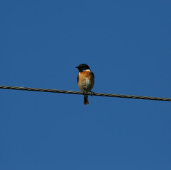 Male Rubicola Saxicola