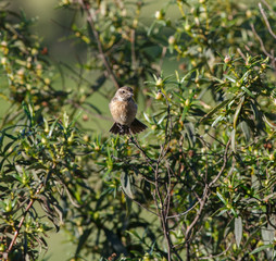 Saxicola rubicola female