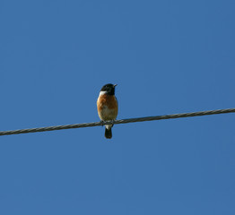 Male Rubicola Saxicola