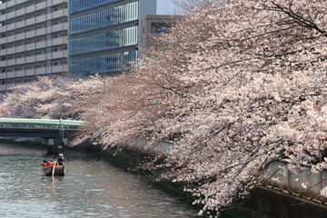 川辺の桜並木と手漕ぎ舟