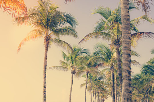 Coconut palm tree at tropical coast, made with vintage tones for background. Vintage filter. Holiday vacation concept.