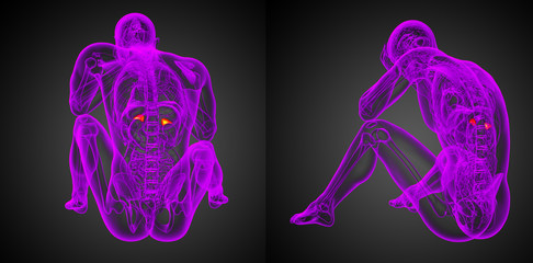 3d rendering illustration of the human adrenal