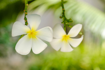 White plumeria flowers on green background.