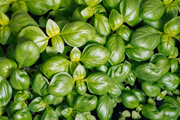 Thickly sown Seedlings Basilica One month's motes organic texture of fresh greens. Concepts of...