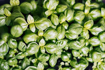 Thickly sown Seedlings Basilica One month's motes organic texture of fresh greens. Concepts of...