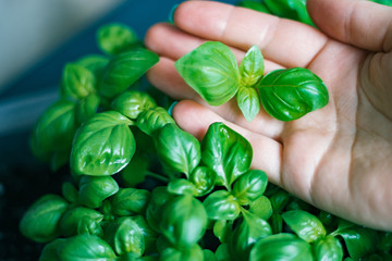 In the hands of a woman densely sown The seedlings of the basilica are one month old, an organic...