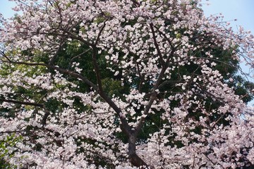 Obraz premium 上野公園の桜