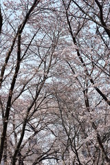 桜のトンネル