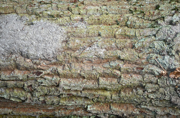 Alte Baumrinde als Hintergrund