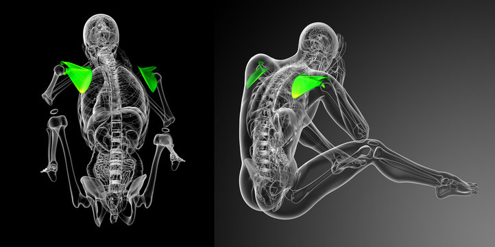 3d rendering medical illustration of the scapula bone