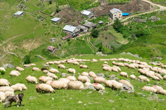 A Flock of Sheep Grazing on The Hill