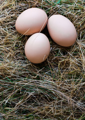 Three organic hen eggs, bio produce background