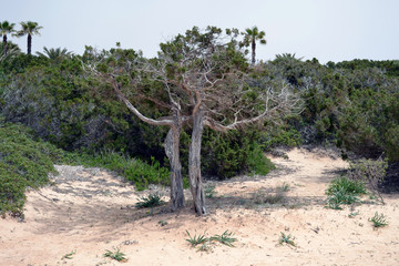 Trockener zweiteiliger Baum