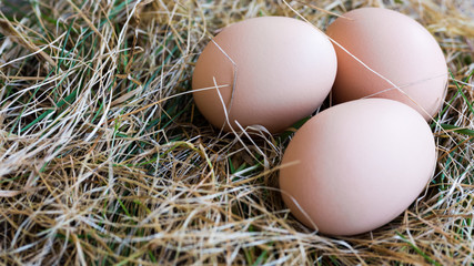 Three organic hen eggs, bio produce background