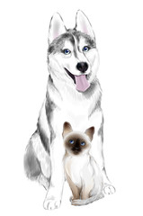 White And Gray Adult Siberian Husky Dog and Thai Kitten are Friends. House pets.