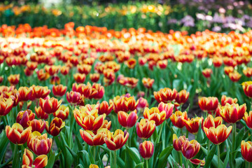 Tulip garden