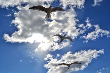 sky bird clouds cloud flight