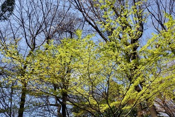 Obraz premium 芽吹き