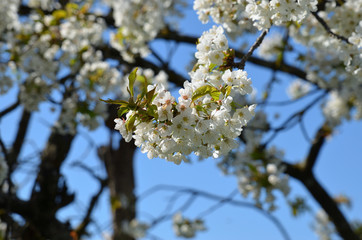Kirschbaumblüte im Frühling