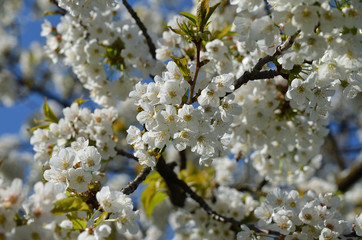 Kirschbaumblüte im Frühling