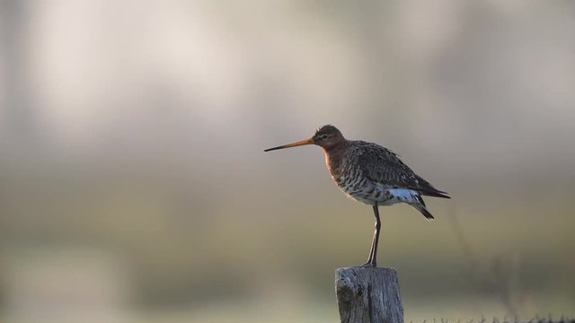 Uferschnepfe auf Zaunpfahl, &Uuml;berwacht sein Revier