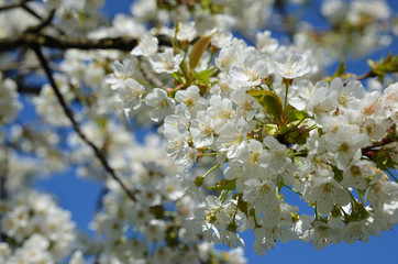 Kirschbaumblüte im Frühling