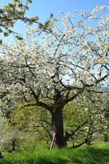 Kirschbaumblüte im Frühling