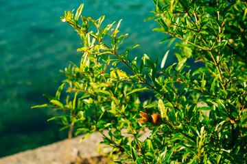 Small pomegranates on the tree in Montenegro. Pomegranate tree on the beach.