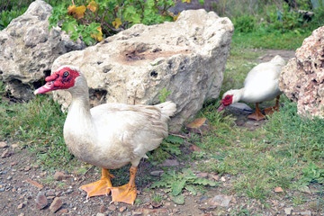 Zwei neugierige Enten